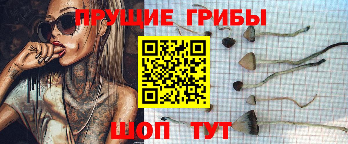 Галлюциногенные грибы Psilocybe Сунжа